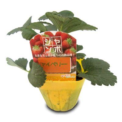 ジャンボいちご！果物の苗 アイベリー・いちご苗 苺 4ポット入り