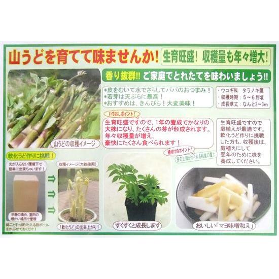 野菜の苗 山うど 苗 ポット入り 10.5cmポット（4月上旬より順次発送
