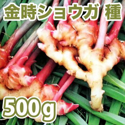 野菜・種/苗 千葉県産 金時生姜/赤芽しょうが・生もの種 種生姜 野菜・種/苗 千葉県産 金時生姜/赤芽しょうが・生もの種 種生姜