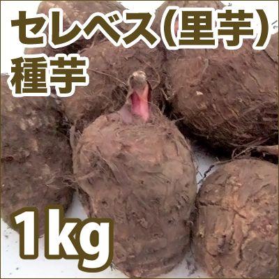 野菜・種/苗 セレベス/里芋 種芋・生もの種 量り売り1kg【4月 野菜・種/苗 セレベス/里芋 種芋・生もの種 量り売り1kg【4月