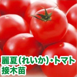 野菜の苗 麗夏（れいか）・トマト 接木苗 4ポット入りセット