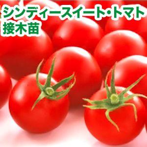 野菜の苗　シンディースイート・トマト　接木苗　4ポット入りセット　【4月中下旬頃発送】｜vg-harada