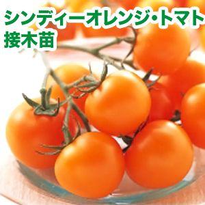 ★Orange様ご購入苗㉖-394㉖-227 ㉖-402㉖-409苗 受注生産】大玉トマト 接木苗 りんか409 9cmポット 24本 野菜苗 トマト