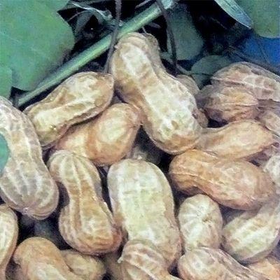野菜・種/苗 タチマサリ落花生/たちまさり立性落花生・落花生・ピーナッツ 生もの種 量り売り1L【3月下旬頃より順次発送予定】の画像