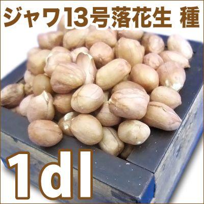野菜・種/苗 ジャワ13号落花生/小粒落花生/立性落花生・落花生