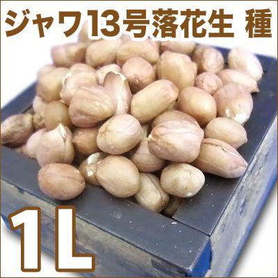 野菜 種 苗 ジャワ13号落花生 小粒落花生 立性落花生 落花生 ピーナッツ 生もの種 量り売り1l 3月下旬頃発送 Vg ベジタブルガーデン ハラダ 通販 Yahoo ショッピング