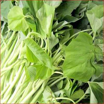 ナルト金時　ウイルスフリーポット苗　50株 サツマイモ 数量限定！】野菜の苗 バイオなると金時/鳴門金時・サツマイモ さつま