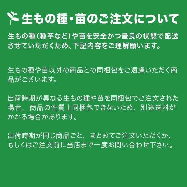 数量限定！】野菜の苗 バイオなると金時/鳴門金時・サツマイモ さつま