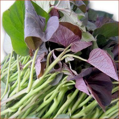 野菜の苗 安納芋/あんのう芋・サツマイモ さつま サツマ 苗 さつまいも
