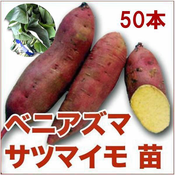 さつまいも苗【⭕️あまはづき500本⭕️】【4月下旬〜5月上旬発送