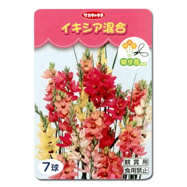 半額セール！！花・球根　イキシア混合　切り花向き　7球入｜vg-harada