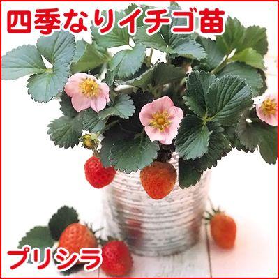 果物の苗　四季なりイチゴ　プリシラ・いちご苗　4ポットセット｜vg-harada