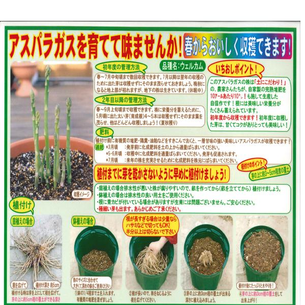 6月7日まで！アスパラガス苗（ウェルカム）200穴プラグトレー5枚 野菜の苗 ウェルカム アスパラガス苗・アスパラ苗 ウルトラジャンボ 3L