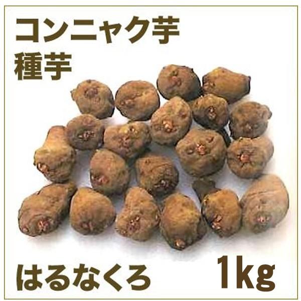 野菜・種/苗　はるなくろ 2年子/コンニャク芋　こんにゃく　種芋・生もの種　約1kg【4月上旬頃発送予定】｜vg-harada