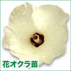 野菜の苗 花オクラ オクラ 苗 4ポット入りセット 9cmポット Vg ベジタブルガーデン ハラダ 通販 Yahoo ショッピング