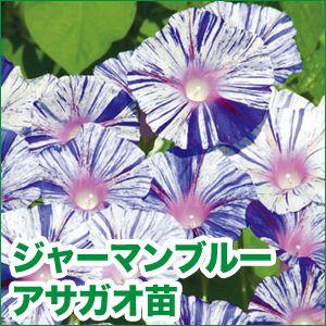 花の苗 ドイツ朝顔/ジャーマンブルー・アサガオ 苗 4ポット入りセット