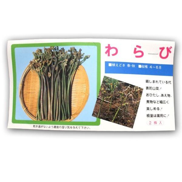 野菜の苗　わらび ワラビ　苗・種　2株入［袋詰め山菜］｜vg-harada