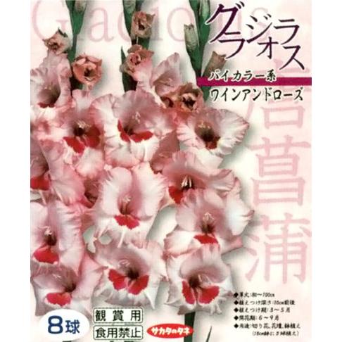 花 球根 グラジオラス クリスタルバイカラー ワインアンドローズ 桃に赤紫 8球入 Vg ベジタブルガーデン ハラダ 通販 Yahoo ショッピング