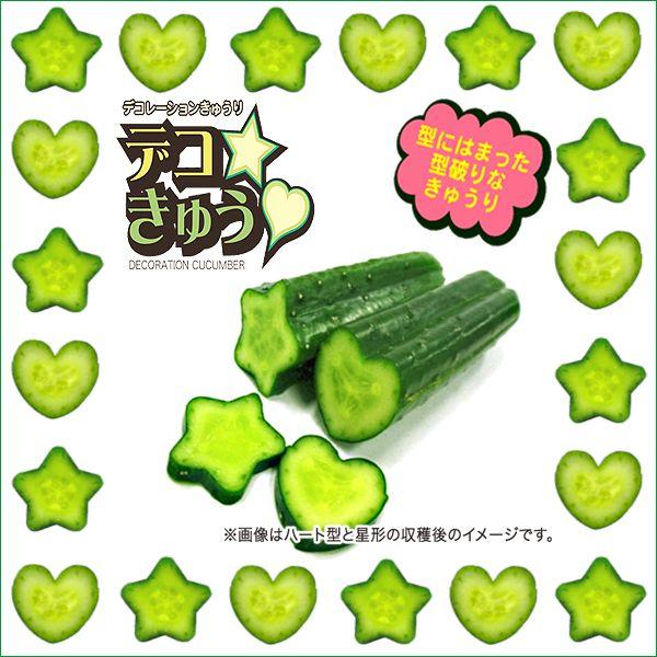 デコきゅう（家庭菜園用キュウリの型）星型&times;10本セット　ガーデニング・雑貨