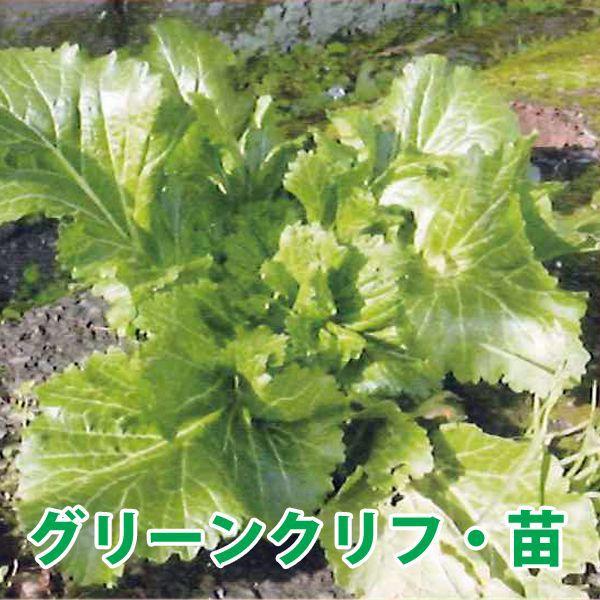 野菜の苗　グリーンクリフ 苗　2ポット入りセット/9cmポット｜vg-harada