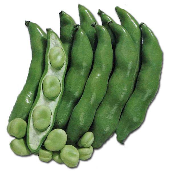 野菜の種/種子 三連・そら豆 そらまめ 1dl（メール便発送）タキイ 種苗