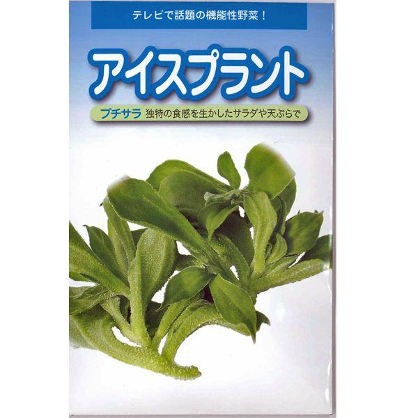 野菜の種/種子　アイスプラント・プチサラ　50粒　（メール便発送）｜vg-harada