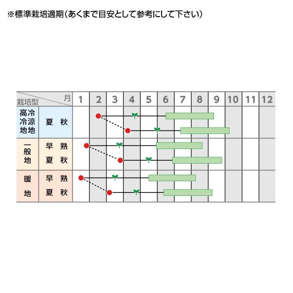 野菜の種/種子 パルト・トマト 1000粒（メール便発送/大袋）サカタのタネ 種苗_1