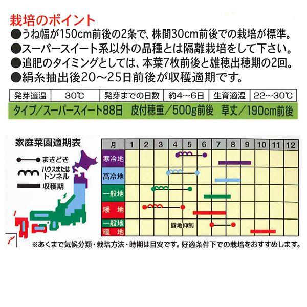 大特価！】野菜の種/種子 おおもの・とうもろこし・スイートコーン