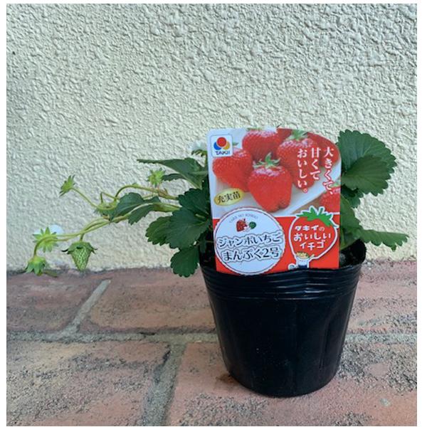 苺だいふく② 数量限定】果物の苗 ジャンボいちご まんぷく2号 イチゴ