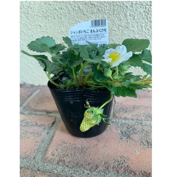数量限定】果物の苗 ジャンボいちご まんぷく2号 イチゴ ・いちご苗/4