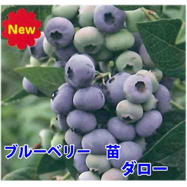 花の苗 ブルーベリー 苗木 ダロー ディクシー（デキシー）/2ポット