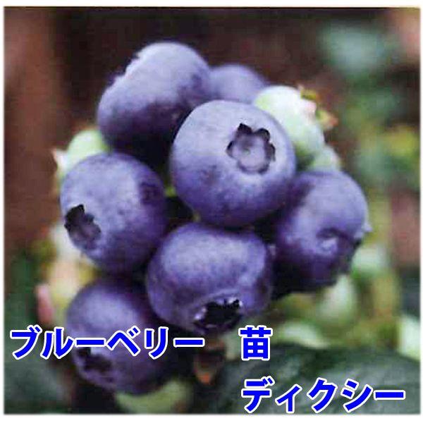 ブルーベリー苗木 2ポット 花の苗 ブルーベリー 苗木 ダロー ディクシー（デキシー）/2ポット