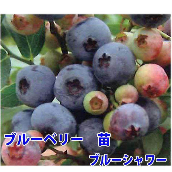 花の苗 ブルーベリー 苗木 パウダーブルー,ブルーシャワー/2 花の苗 ブルーベリー 苗木 パウダーブルー,ブルーシャワー/2