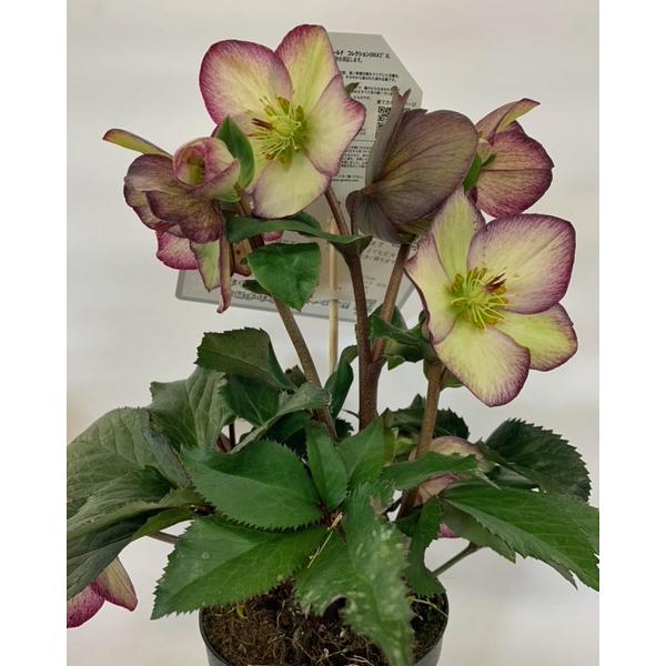 当店おすすめ♪】花の苗 クリスマスローズ HGC氷の薔薇/フロステッド
