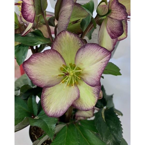 当店おすすめ♪】花の苗 クリスマスローズ HGC氷の薔薇/フロステッド