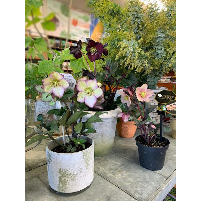 当店おすすめ♪】花の苗 クリスマスローズ HGC氷の薔薇/フロステッド