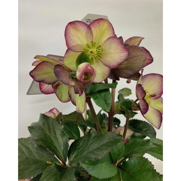 当店おすすめ♪】花の苗 クリスマスローズ HGC氷の薔薇/フロステッド