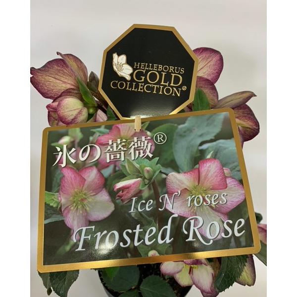当店おすすめ♪】花の苗 クリスマスローズ HGC氷の薔薇/フロステッド