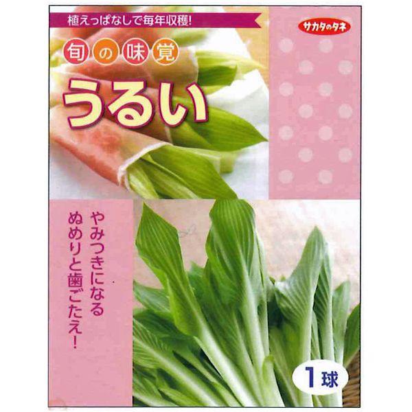 野菜の苗 食用球根 うるい 苗・種 1球入 (旬の味覚) : ベジタブル