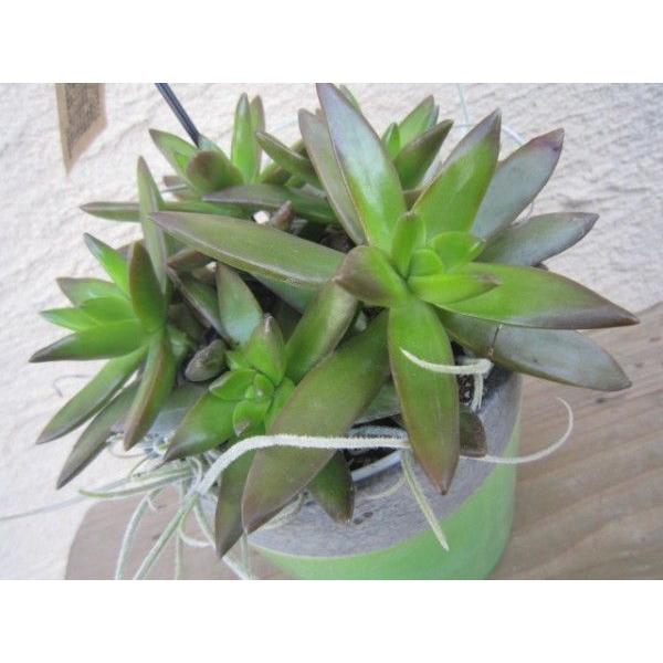 多肉植物 ヴェイン ストレート Jタイプ ARTh SUCCULENTS : ベジタブル