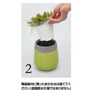 多肉植物　ヴェイン　ストレート　Kタイプ　ARTh SUCCULENTS｜vg-harada｜06