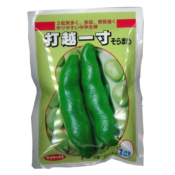 野菜の種/種子 打越一寸蚕豆・そら豆・ソラマメ 1dl （メール便発送