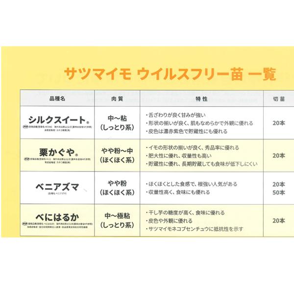 バイオ(ウイルスフリー)苗 シルクスイート PVP登録品種・サツマイモ苗