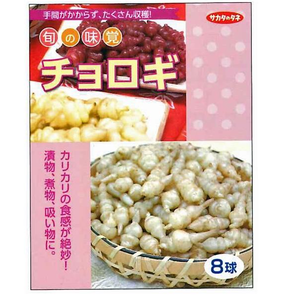 野菜 種 苗 食用球根 チョロギ 草石蚕 甘露 種 生もの種 8球 旬の味覚 Vg025 ベジタブルガーデン ハラダ 通販 Yahoo ショッピング