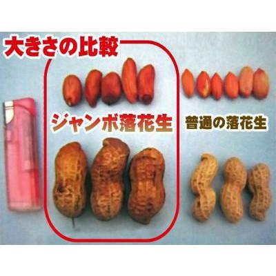 期間限定！30％OFF！￥2,980→￥2,086】野菜・種/苗 ジャンボ落花生