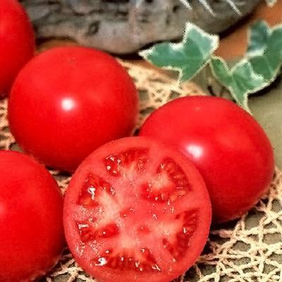 野菜の種/種子 麗旬・トマト 1000粒（メール便発送/大袋）サカタのタネ 種苗