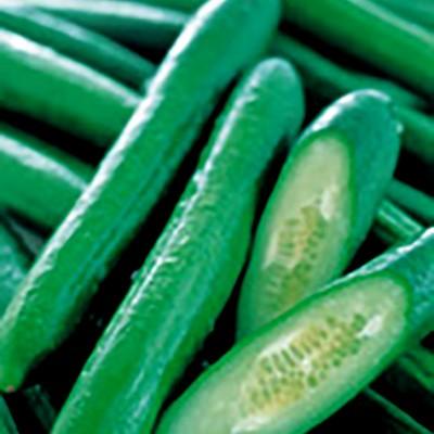 野菜の種/種子 フリーダム・キュウリ 350粒（メール便発送/大袋）サカタのタネ 種苗