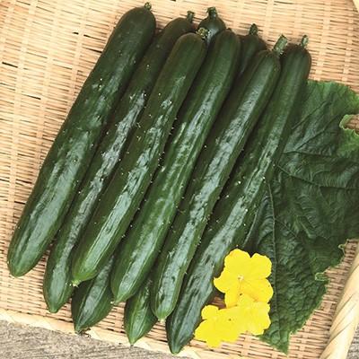野菜の種/種子 ずーっととれる・キュウリ 350粒（メール便発送/大袋）サカタのタネ 種苗