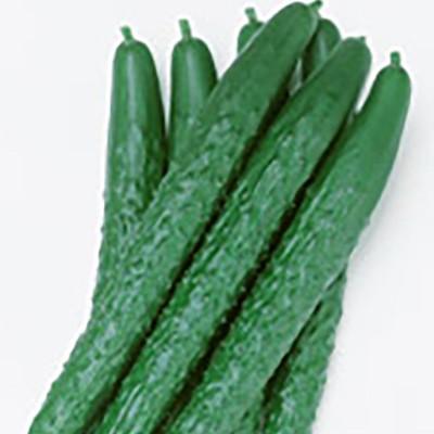 野菜の種/種子 味さんご・キュウリ 350粒（メール便発送/大袋）サカタのタネ 種苗
