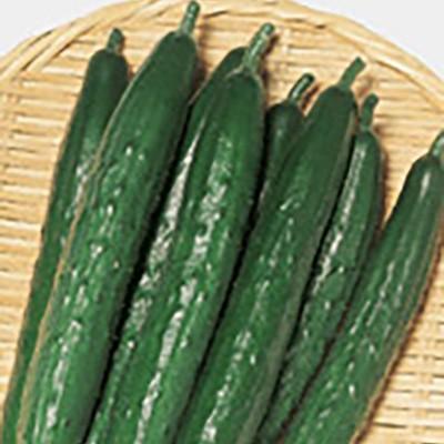 野菜の種/種子 よしなり・キュウリ 350粒（メール便発送/大袋）サカタのタネ 種苗